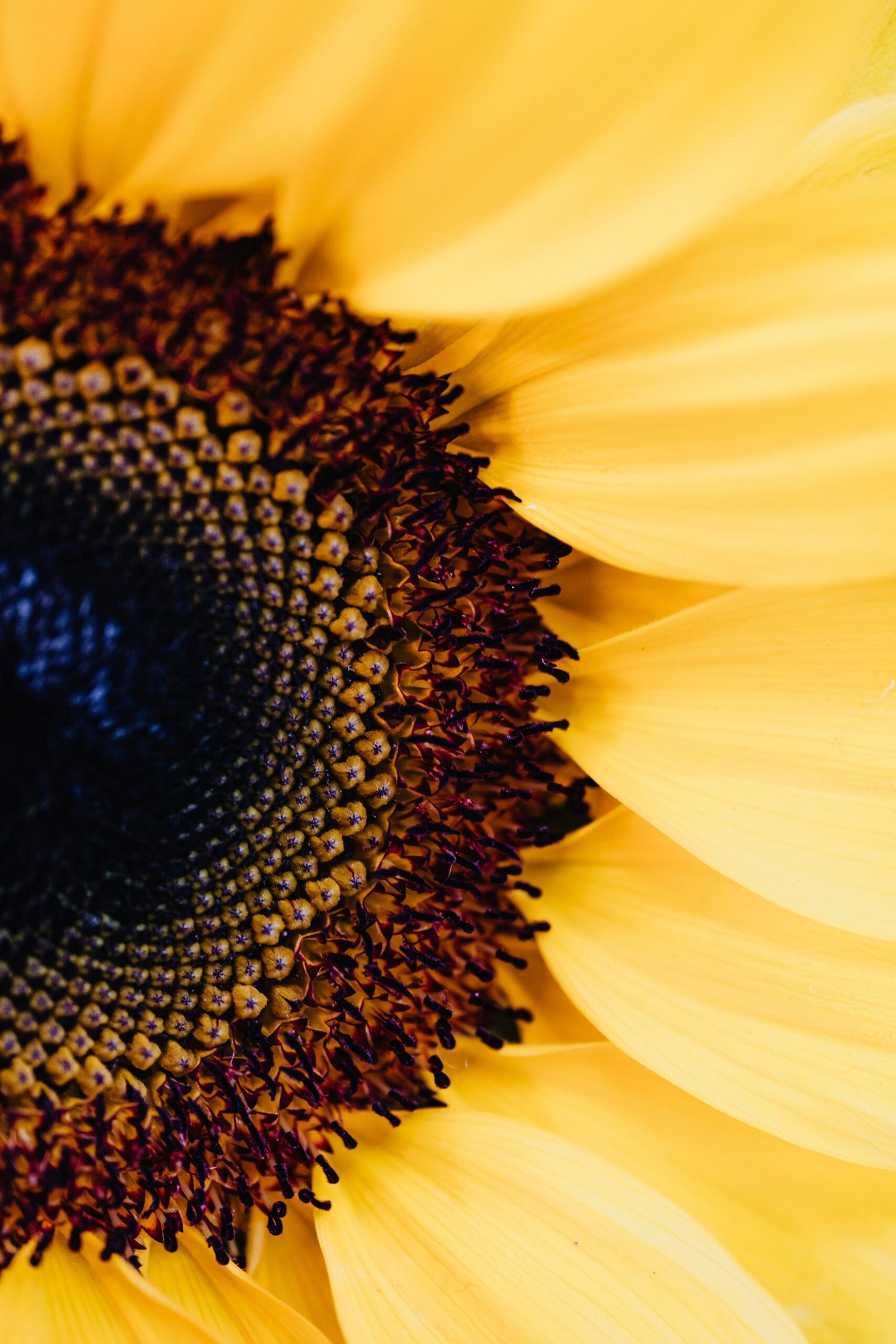 Products Detailed macro image of a sunflower, capturing vibrant yellow petals and intricate stamen details.